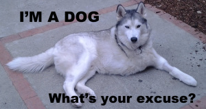 A husky with missing its front right leg laying down with text I'm a dog, what's your excuse